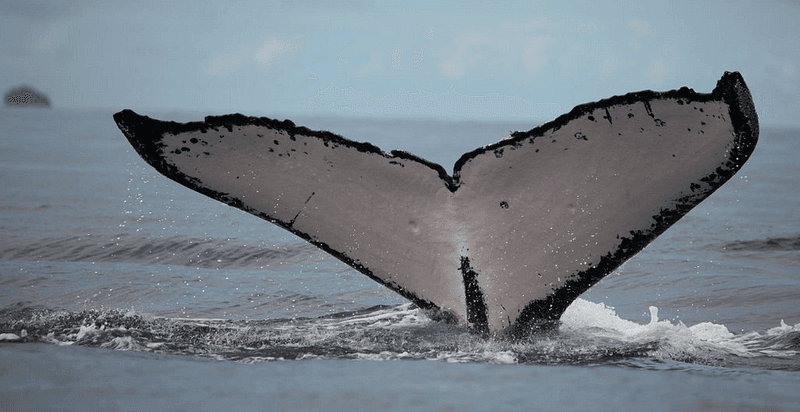 Passbolt sails with Docker